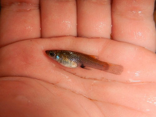 Bishop toothcarp (Brachyrhaphis episcopi) — Poeciliidae — 3