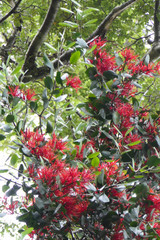 Peraxilla colensoi