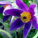 Eastern Pasqueflower - Photo (c) kkmarais, some rights reserved (CC BY)