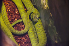 Boiga cyanea