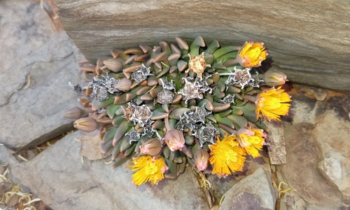 Hereroa stenophylla L.Bolus 3