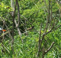 Emberiza chrysophrys