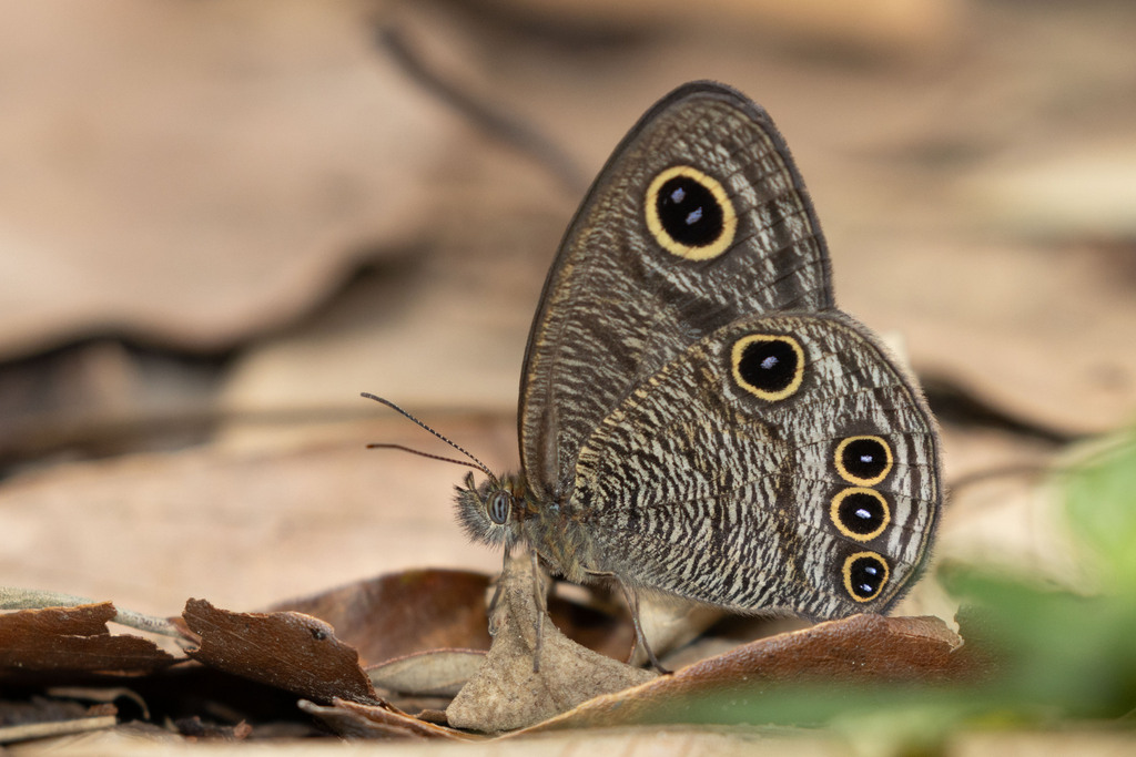 Ypthima tappana