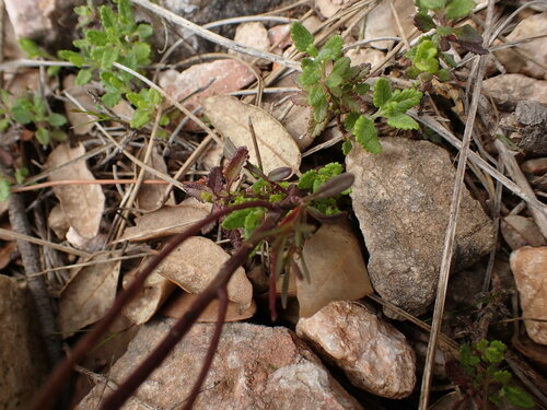 Image of Iberis linifolia by (c) Franck Cabot, some rights reserved (CC BY)