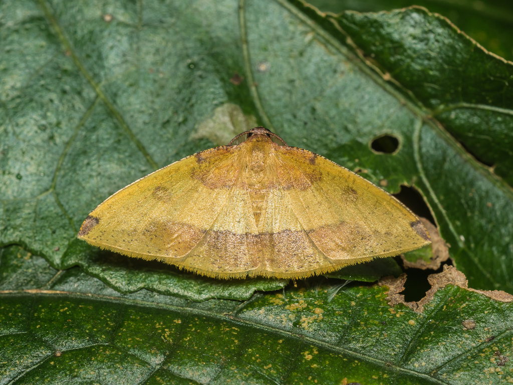 Heterolocha coccinea