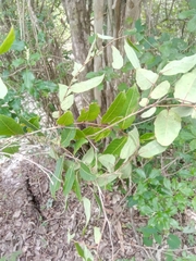 Sclerocroton melanostictus image