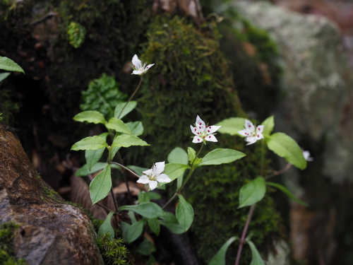 Pseudostellaria heterantha iNat (2)