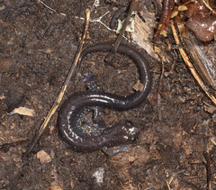 Plethodon wehrlei