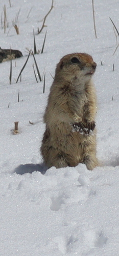 Alashan Ground Squirrel