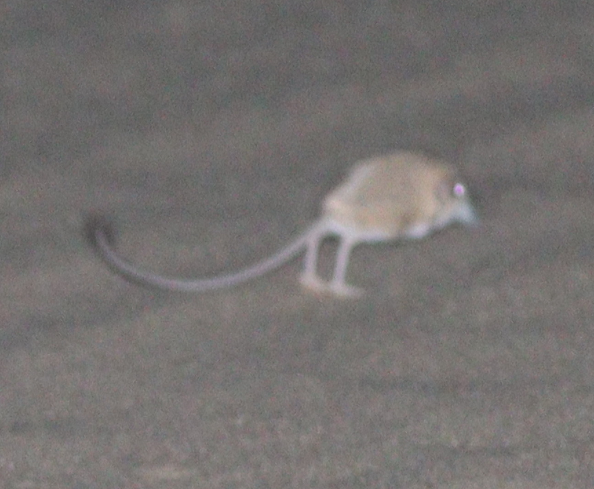 Andrews's Three-Toed Jerboa photo 3