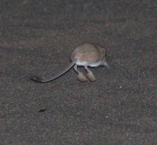 Andrews's Three-toed Jerboa
