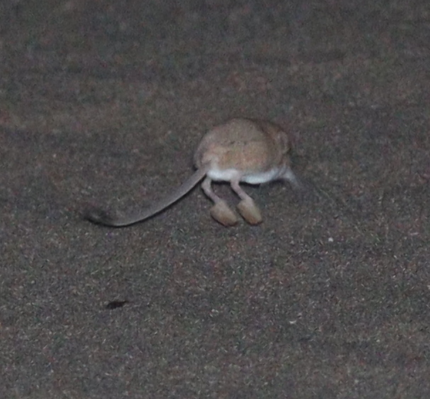 Andrews's Three-Toed Jerboa