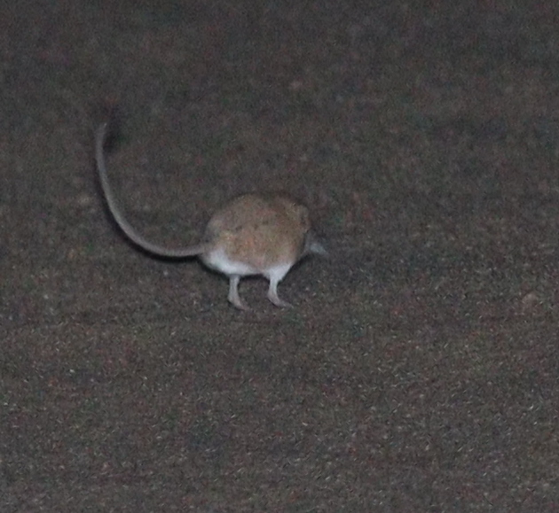Andrews's Three-Toed Jerboa photo 2