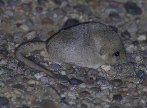 イツユビコミミトビネズミ
