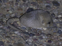 Five-Toed Pygmy Jerboa photo 3