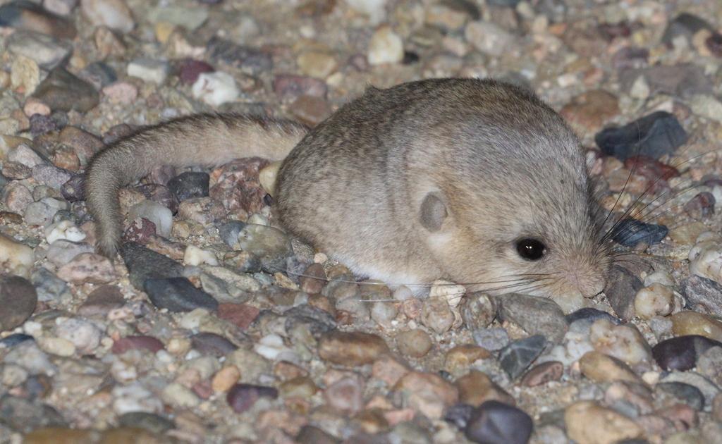 Five-Toed Pygmy Jerboa