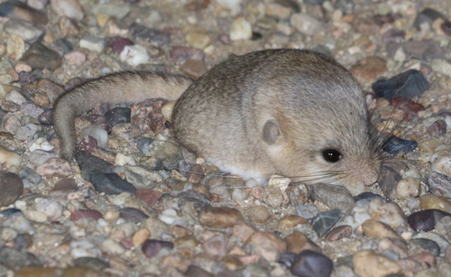 Five-toed Pygmy Jerboa (Cardiocranius paradoxus) — Data Deficient Mammalia