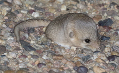 Five-Toed Pygmy Jerboa photo 1