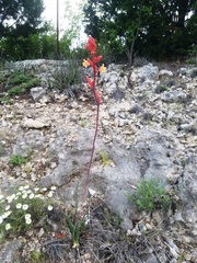 Hesperaloe parviflora