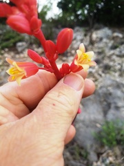 Hesperaloe parviflora