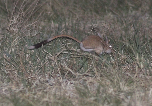Siberian Jerboa