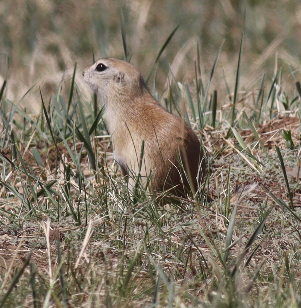 Daurian Ground Squirrel