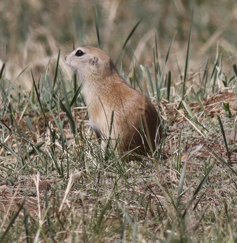 Daurian Ground Squirrel