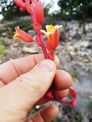 Hesperaloe parviflora