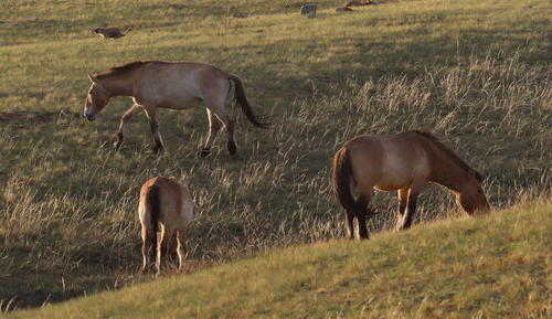 Przewalski's Horse (Equus ferus przewalskii)