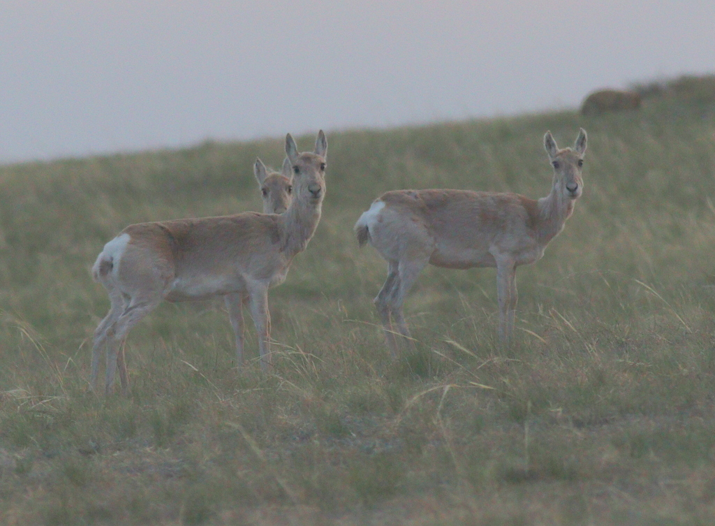 Mongolian Gazelle