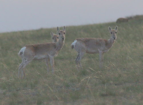 Mongolian Gazelle