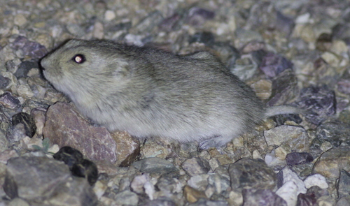 Brandt's vole (Lasiopodomys brandtii) — Least Concern Mammalia