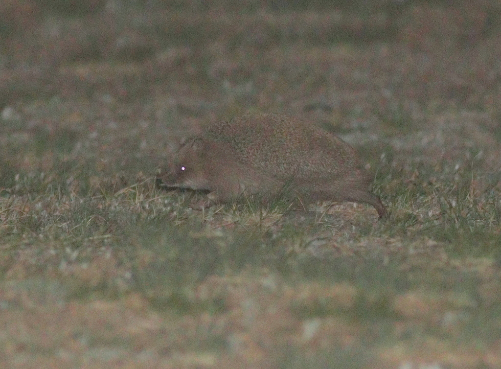 Daurian Hedgehog