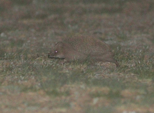 Daurian Hedgehog