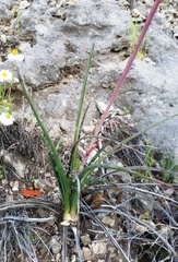 Hesperaloe parviflora