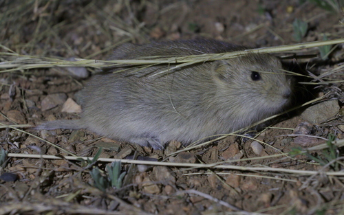 Brandt's Vole