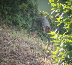 Turdus obscurus