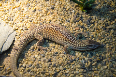 Varanus acanthurus