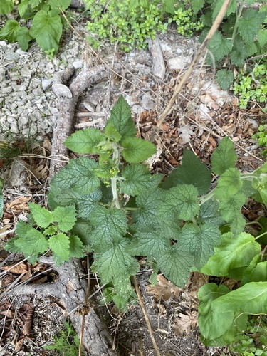 Scrophularia chrysantha, photograph 3