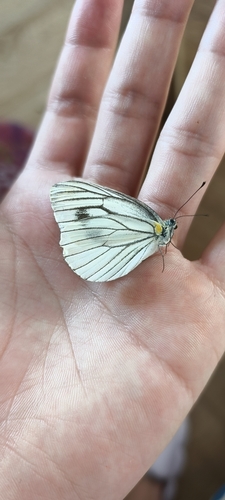 Pieris latouchei