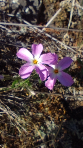 Siberian phlox (Phlox sibirica)