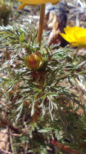 Image of Adonis Apennina (Adonis apennina) by no rights reserved