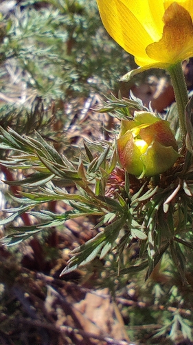 Image of Adonis Apennina (Adonis apennina) by no rights reserved