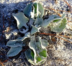 Arctotis verbascifolia