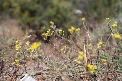 Hayek's Wallflower (Erysimum pusillum)