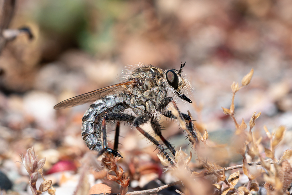 Machimus annulipes