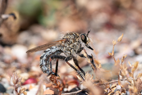Machimus annulipes