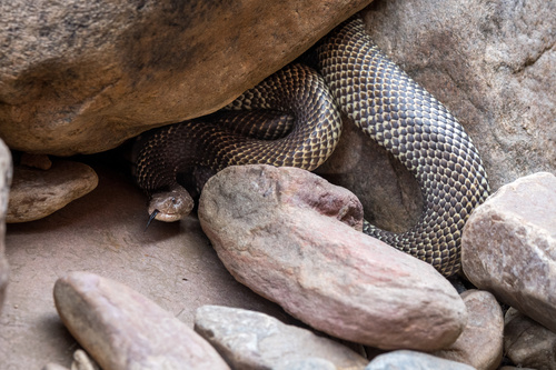 Mulga Snake sighting