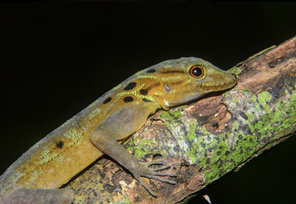 Con Dao Round-eyed Gecko