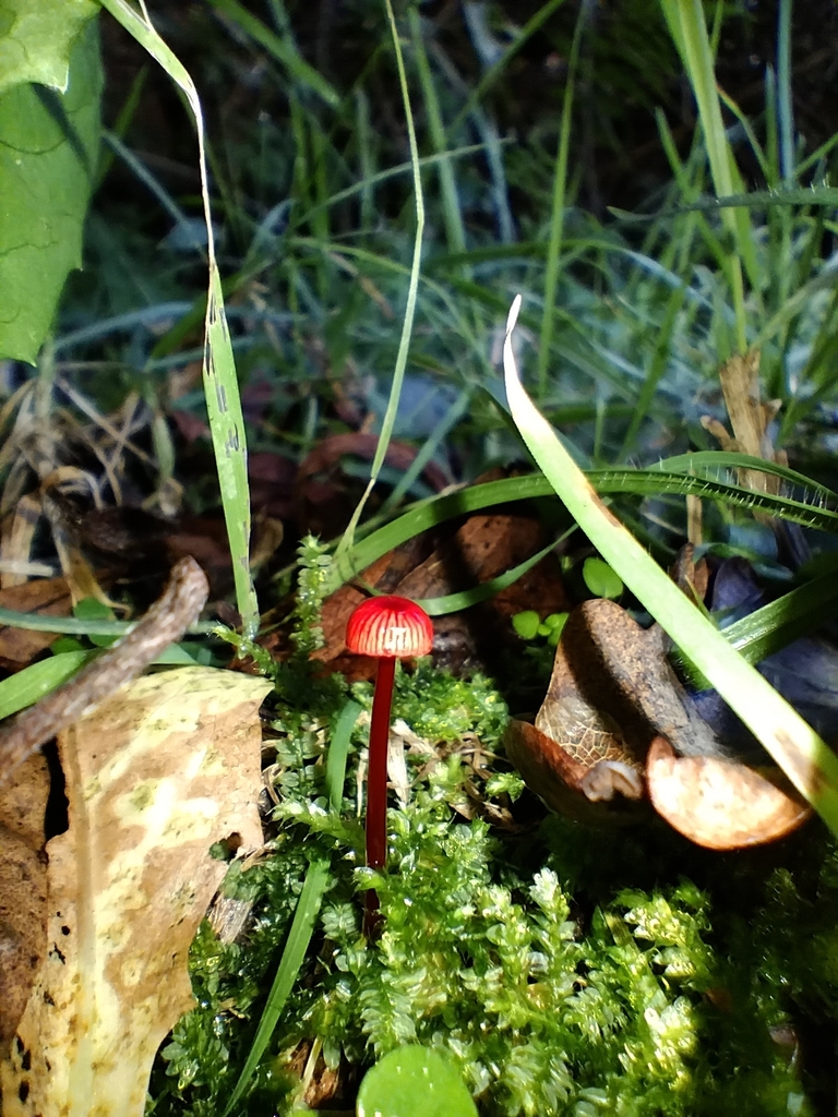 Ruby Bonnot ruby bonnet from Kissing Point Rd at Benning Ave, South Turramurra NSW ...